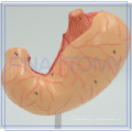 PNT-0459 corpo da função do estômago